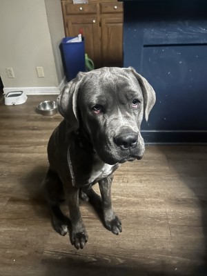 Photo of Hercules