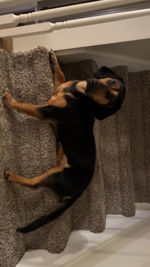 Photo of Luna
