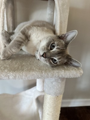Photo of Milo