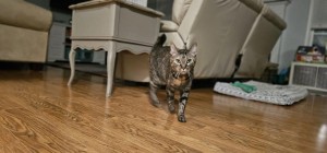 Photo of Waffles