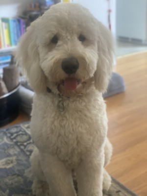 Photo of Henry