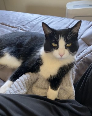 Photo of Merlin