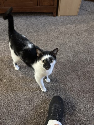 Photo of Bandit