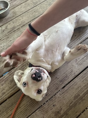 Photo of Bluebelle