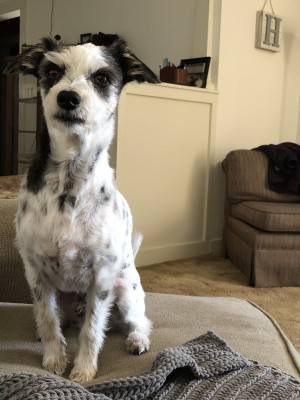Photo of Deuce