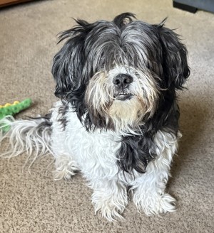 Photo of Cooper