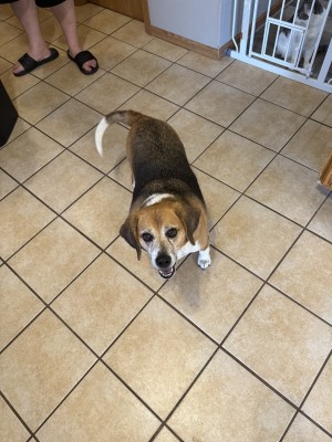 Photo of Banjo