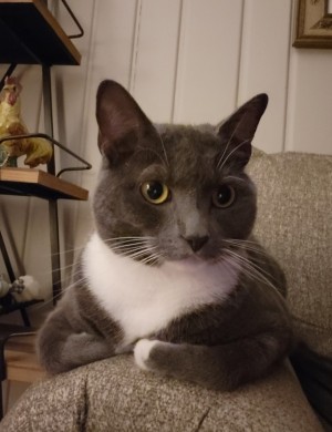 Photo of Bella