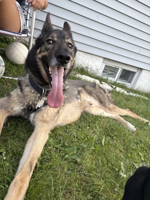 Photo of Rocky