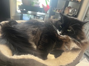 Photo of Shadow