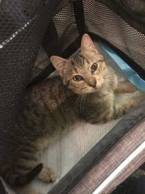 Photo of Misty