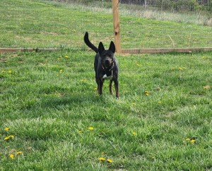 Photo of Indy