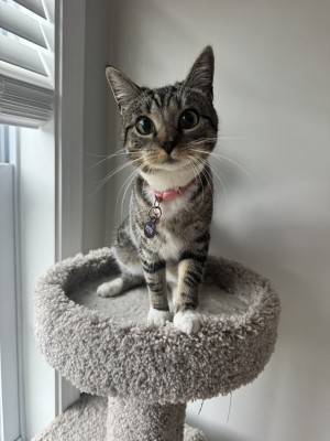 Photo of Pippa