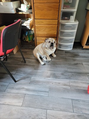 Photo of Brownie