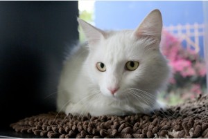 Photo of Merlin