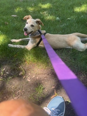 Photo of Ziva