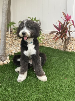 Photo of Jake