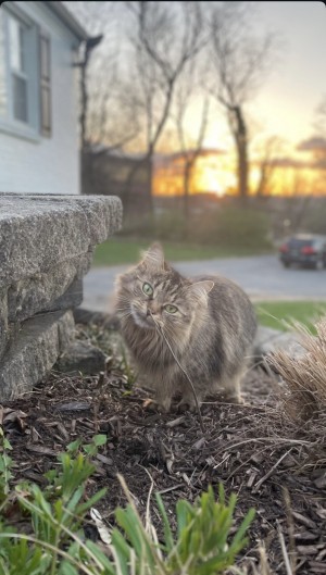 Photo of Cookie