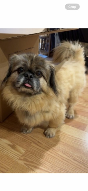 Photo of L’il Bear