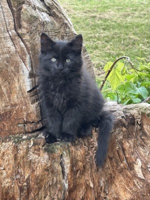 Photo of Fluffer Nutter