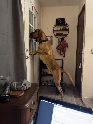 Photo of Hank