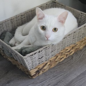 Photo of Apollo
