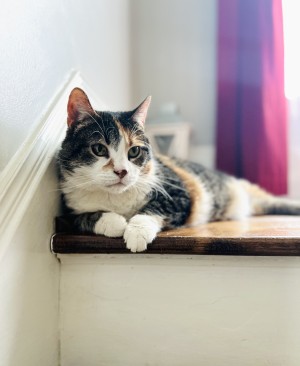 Photo of Opal