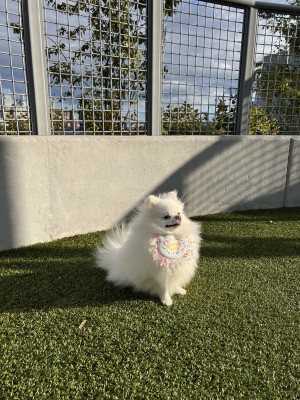 Photo of PiPi