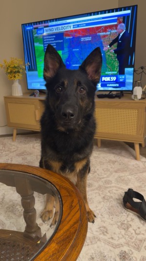 Photo of Drako