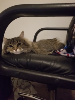 Photo of Stella