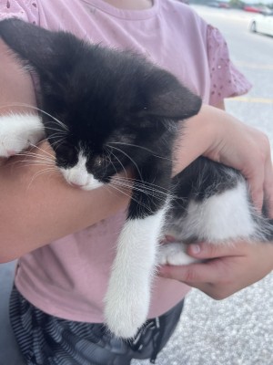 Photo of Skittles