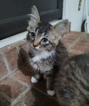 Photo of Mittens