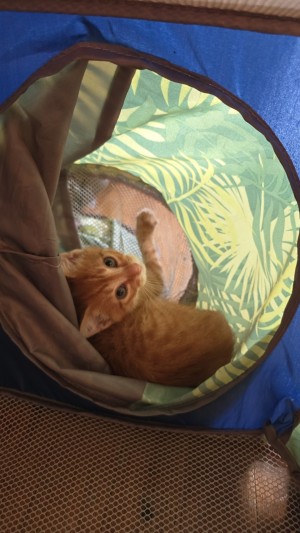 Photo of Mango