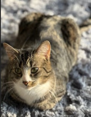 Photo of Shadow