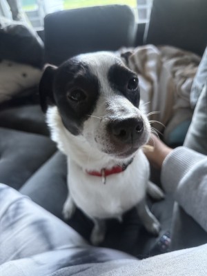 Photo of Yoda