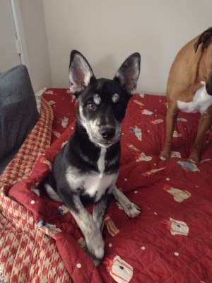 Photo of Tinker