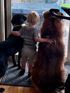 Photo of Bear