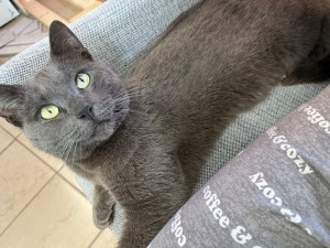 Photo of Blue/Bluey