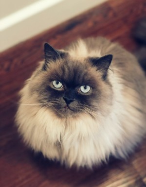 Photo of Leonardo