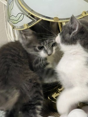 Photo of Kitten