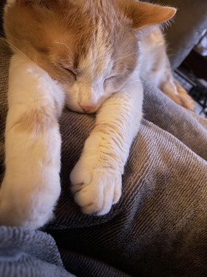 Photo of Patches
