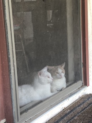 Photo of Whitey