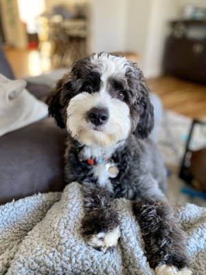 Photo of Charlie (Chuck)