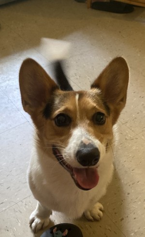 Photo of Milo