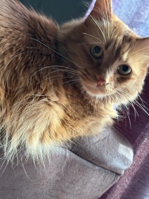 Photo of Simba