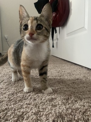 Photo of Toby