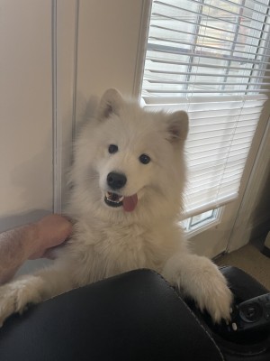 Photo of Suki