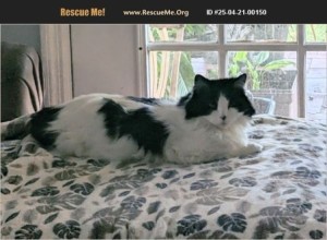 Photo of Oreo