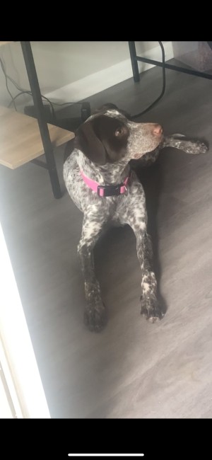 Photo of Cookie