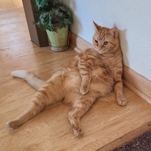 Photo of Smidgen